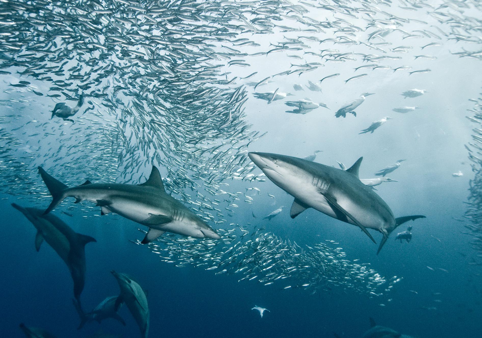Underwater image depicts school of small, silvery fish swimming towards the surface with several sharks circling below them.