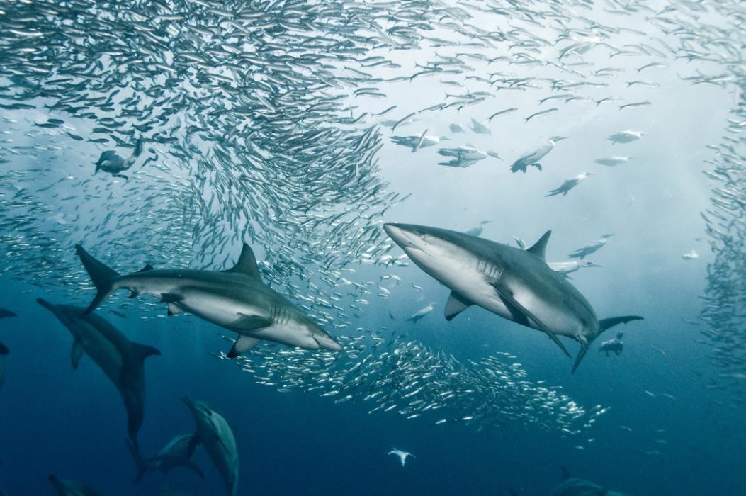 Underwater image depicts school of small, silvery fish swimming towards the surface with several sharks circling below them.