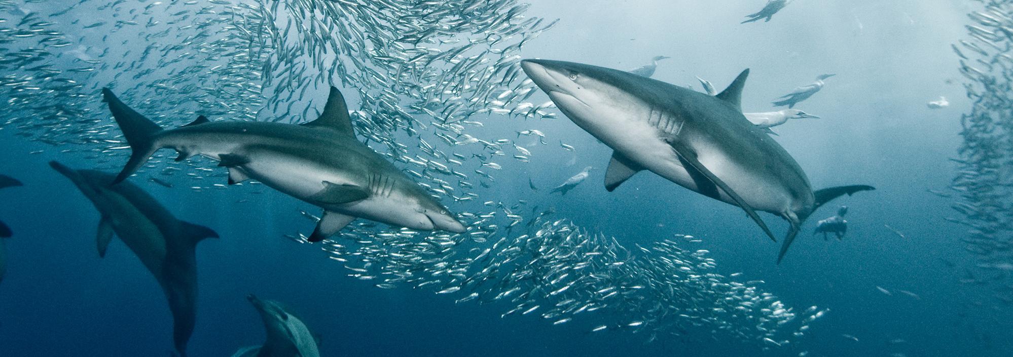 Underwater image depicts school of small, silvery fish swimming towards the surface with several sharks circling below them.