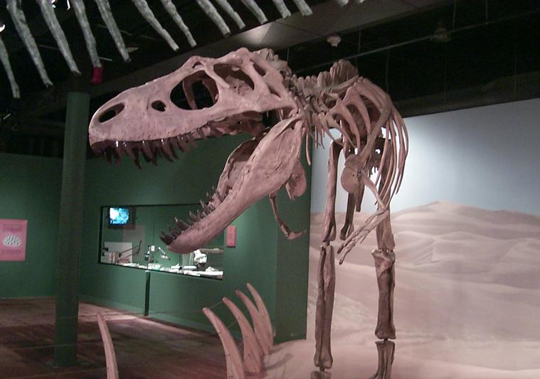 Fossil cast skeleton with large skull and sharp teeth