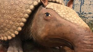 Ancient animal replica, similar to a very large armadillo that is light brown in color