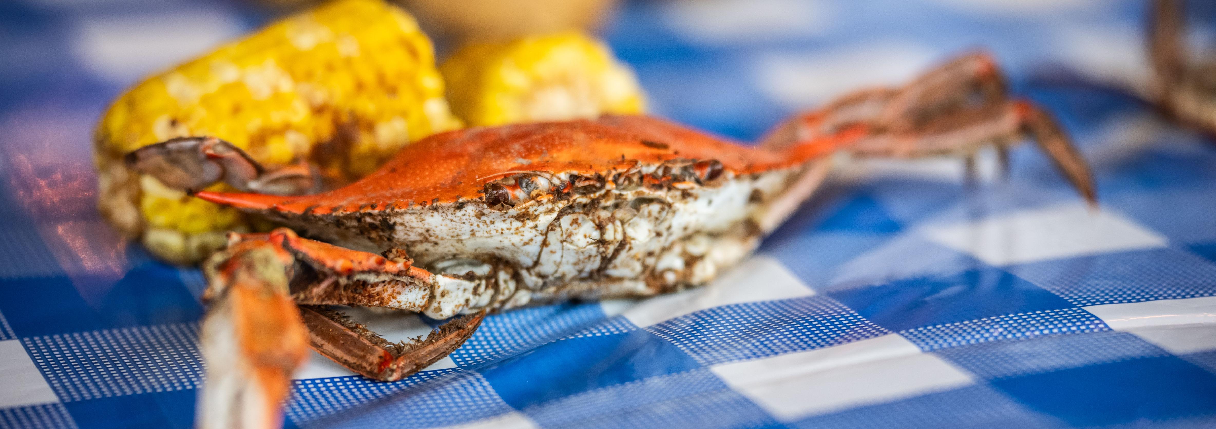 Cooked crab with red shell visible on blue checkered table cloth with two pieces of corn on the cob 