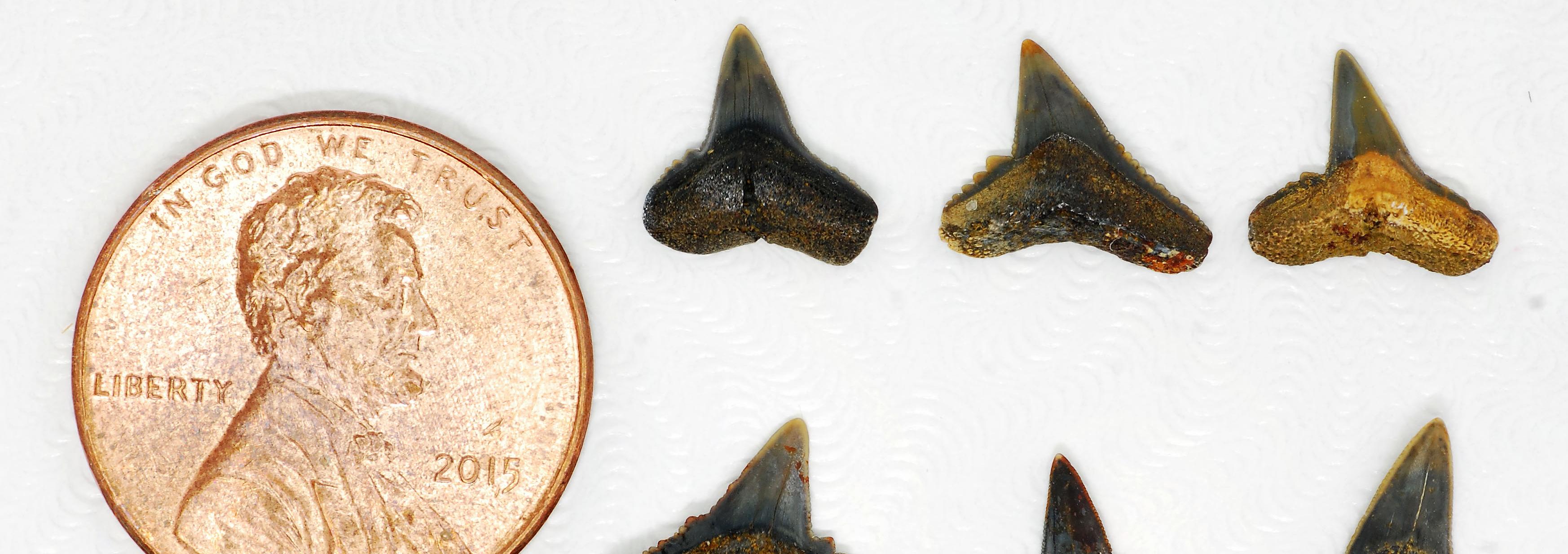 Fossil Carcharhinus tingae teeth