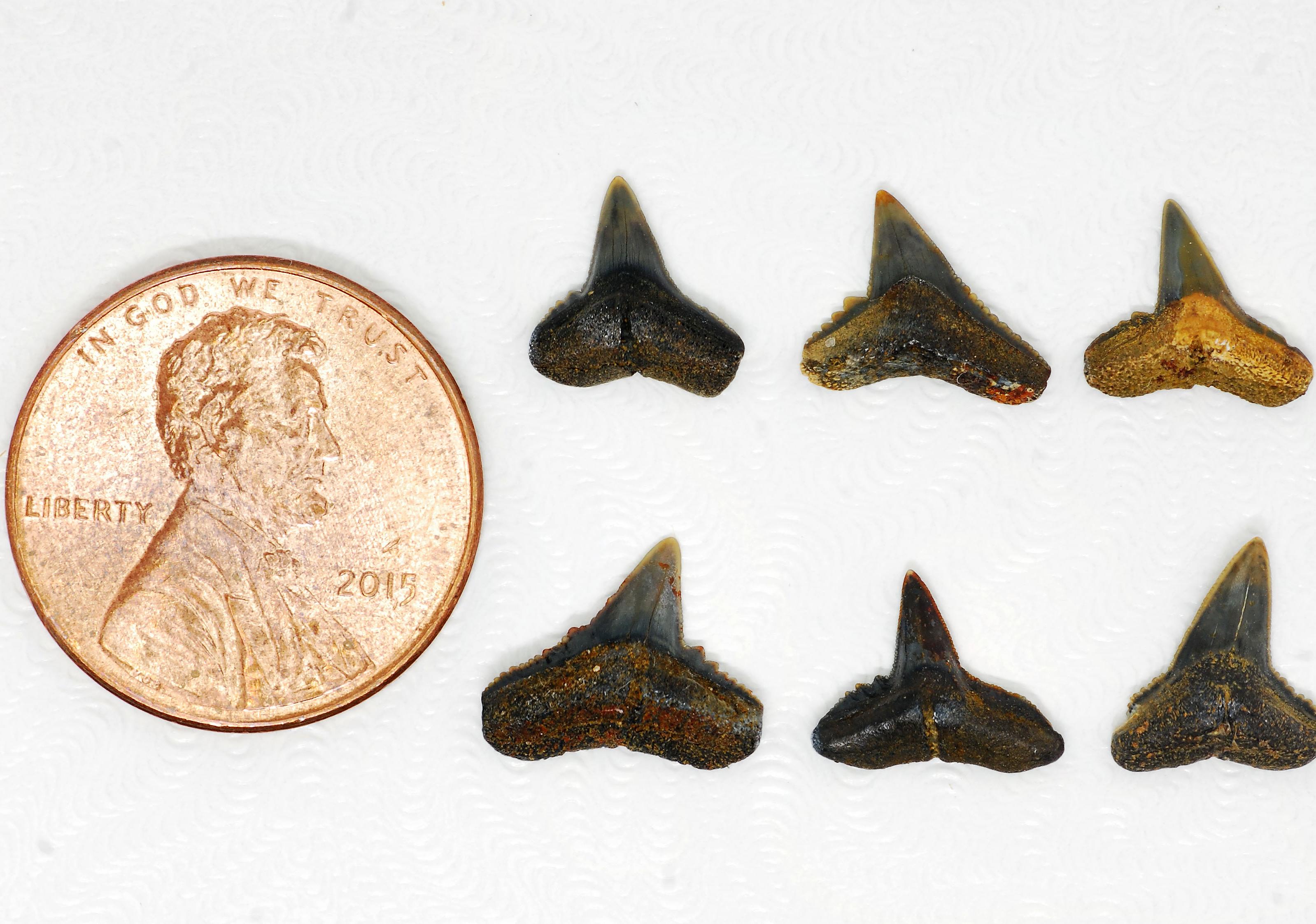 Fossil Carcharhinus tingae teeth