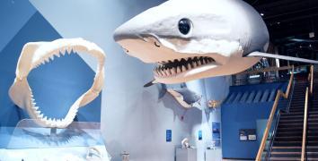 Gallery at the State Museum with giant shark jaws on display along with life-size Megalodon replica hanging from ceiling