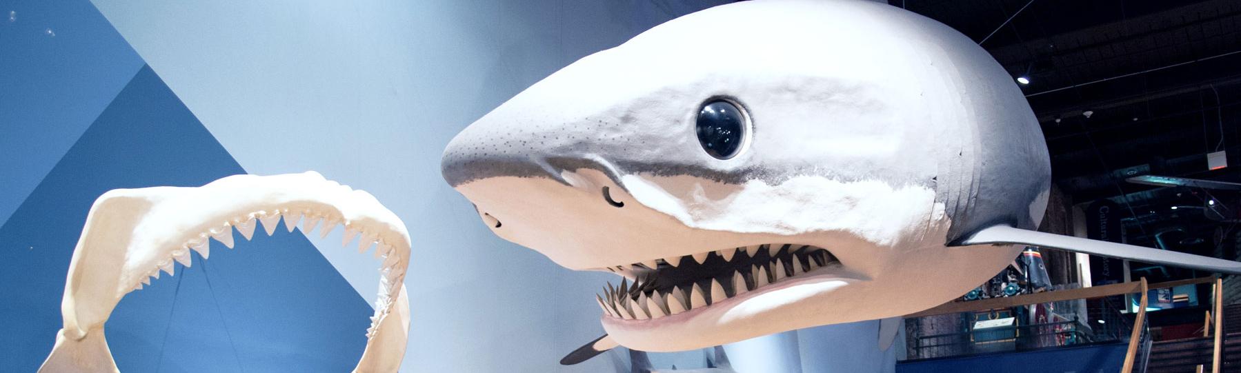 Gallery at the State Museum with giant shark jaws on display along with life-size Megalodon replica hanging from ceiling