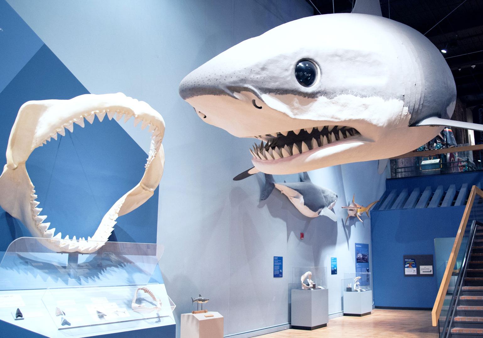 Gallery at the State Museum with giant shark jaws on display along with life-size Megalodon replica hanging from ceiling