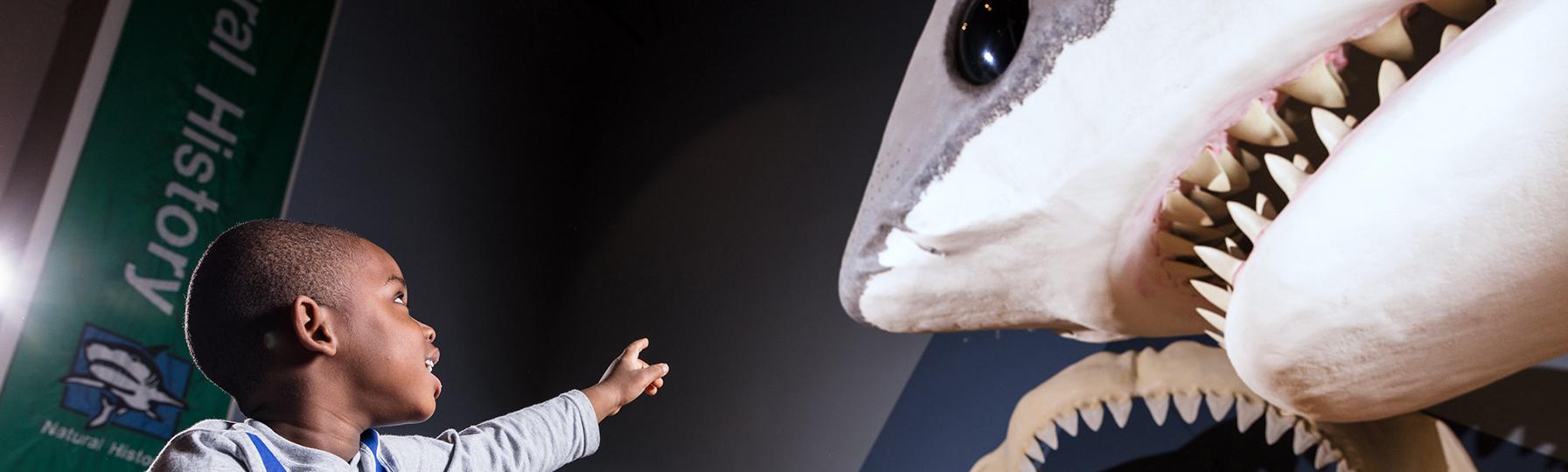 Small boy sits on his father's shoulders and points up at the Megalodon replica on display at the State Museum.