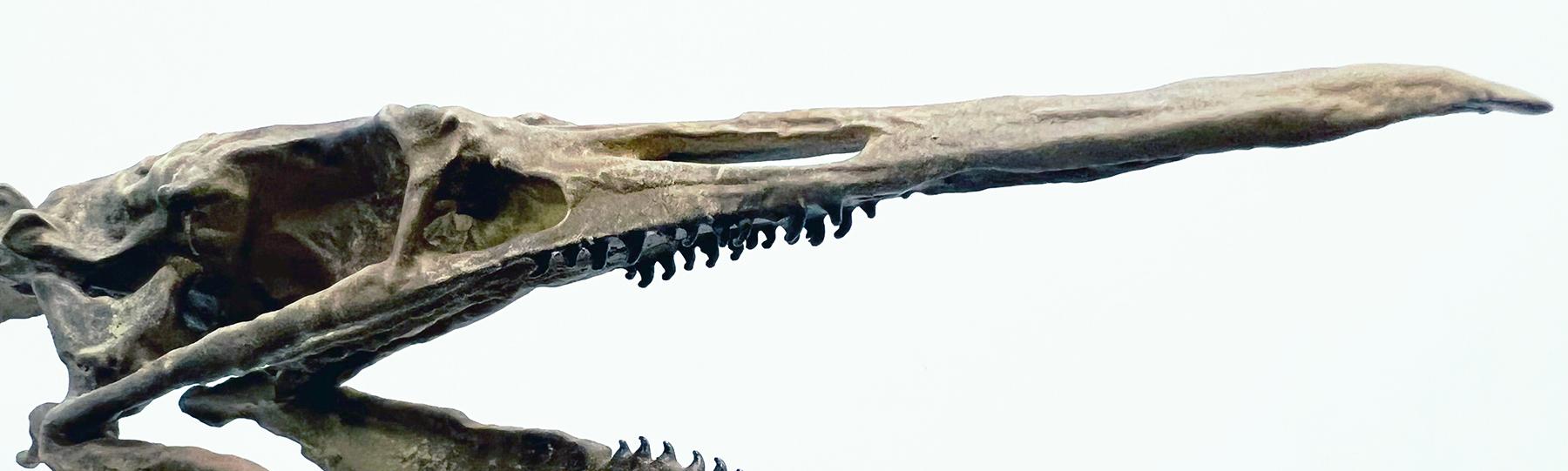 Fossil head of a Parahesperornis
