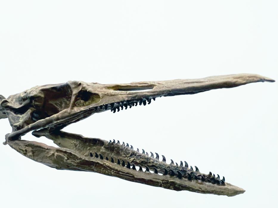 Fossil head of a Parahesperornis