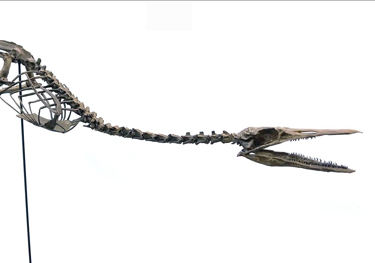 Full length skeleton of a prehistoric creature with a long, elongated body, two short legs and a thin, alligator like head.