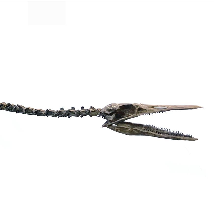 Full length skeleton of a prehistoric creature with a long, elongated body, two short legs and a thin, alligator like head.
