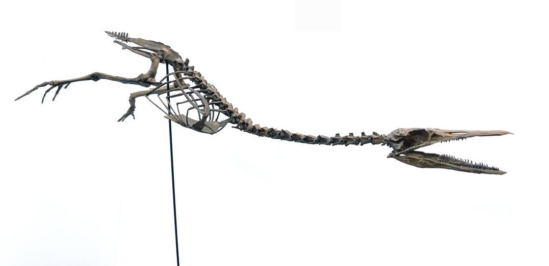 Full length skeleton of a prehistoric creature with a long, elongated body, two short legs and a thin, alligator like head.