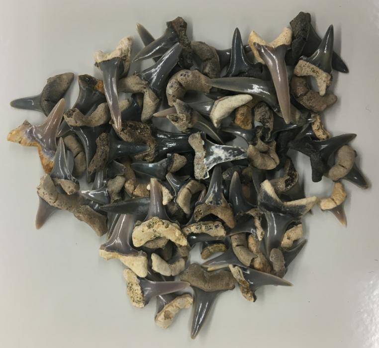 Mennerotodus parmleyi teeth.