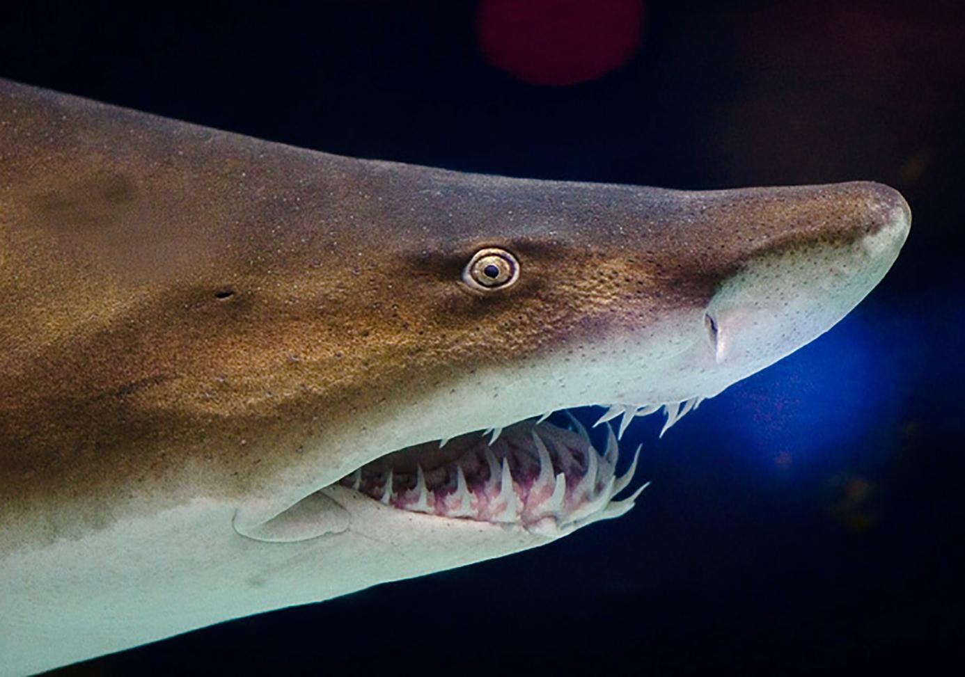 Close-up of a modern Sandtiger Shark mouth and teeth.