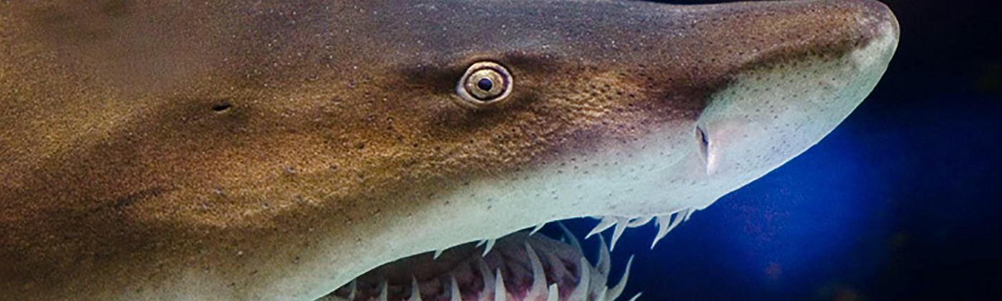 Close-up of a modern Sandtiger Shark mouth and teeth.