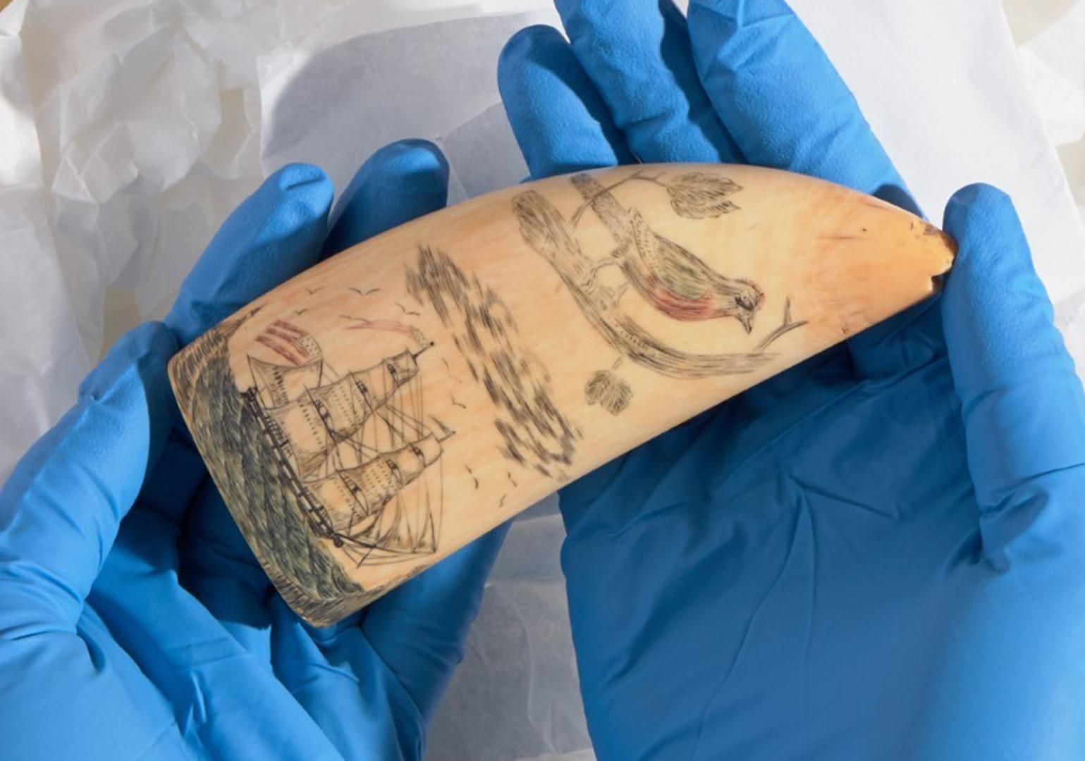Two hands in blue latex glove hold a whale tooth carved with a bird and images of ships and the sea