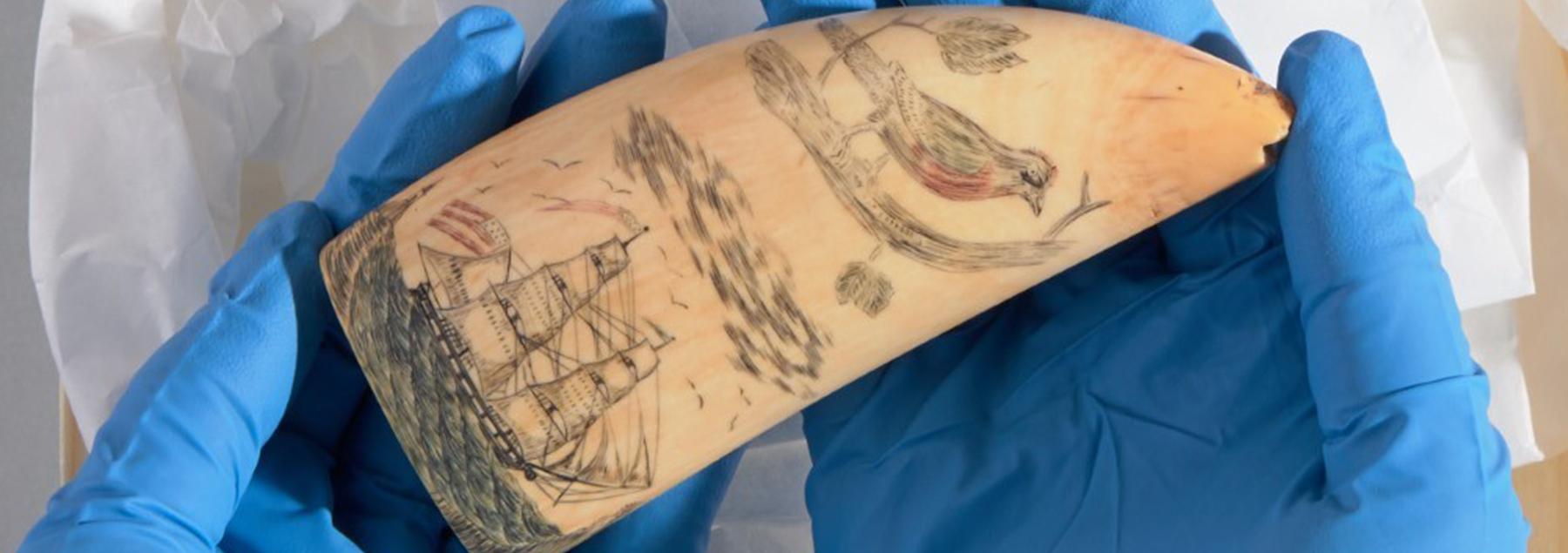 Two hands in blue latex glove hold a whale tooth carved with a bird and images of ships and the sea