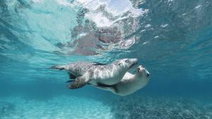 Two sea lions swimming together under very blue, clear water