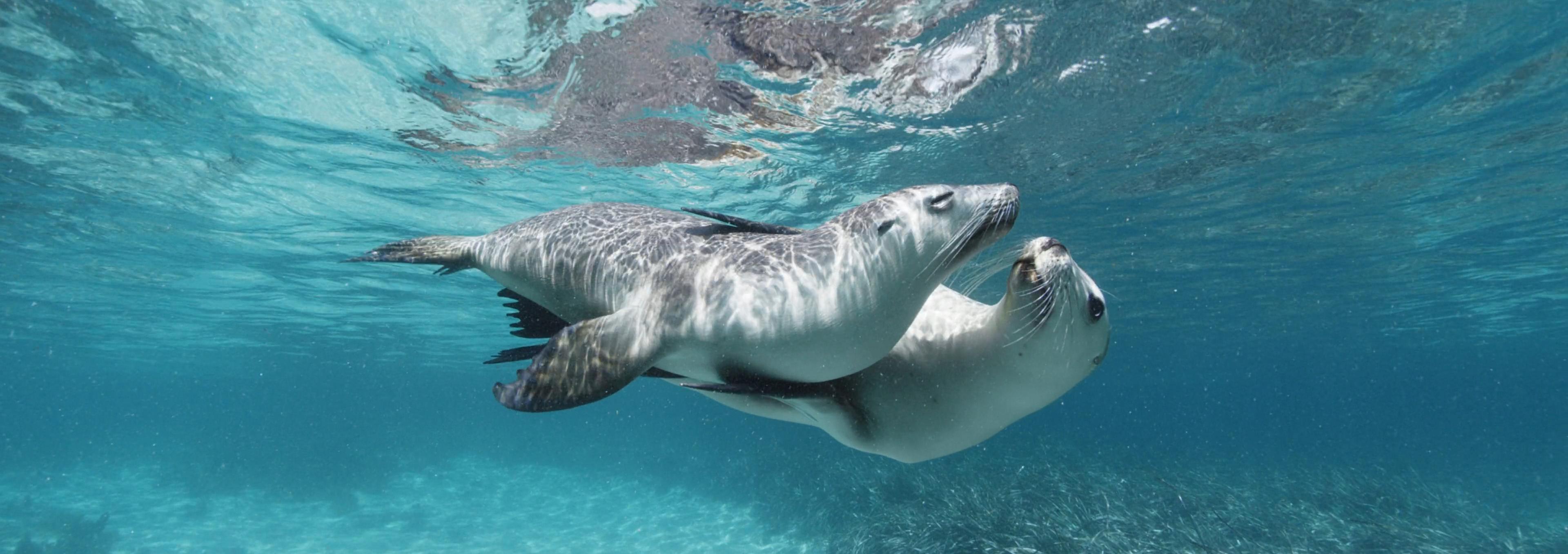 Two sea lions swimming together under very blue, clear water