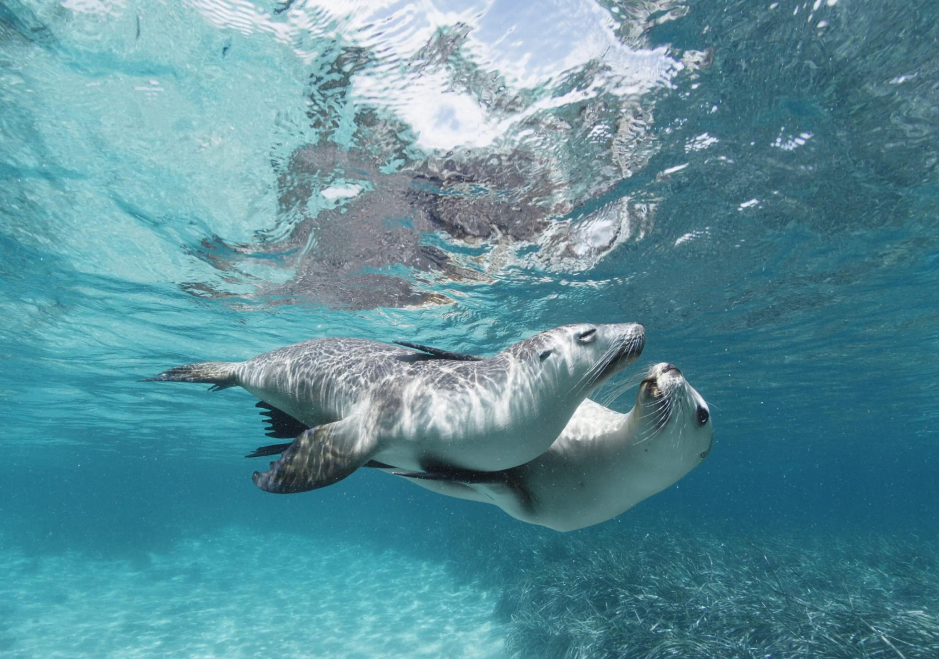 Two sea lions swimming together under very blue, clear water