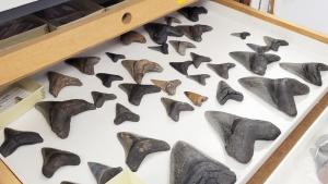 Pulled out drawer with rows of large, fossil shark teeth placed inside