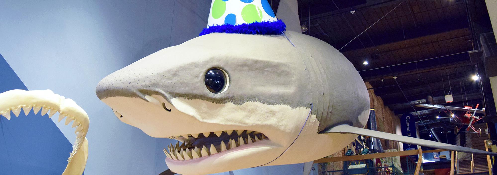 Large shark replica suspended above an open gallery space. The shark is wearing a blue and green polka dot birthday hat.