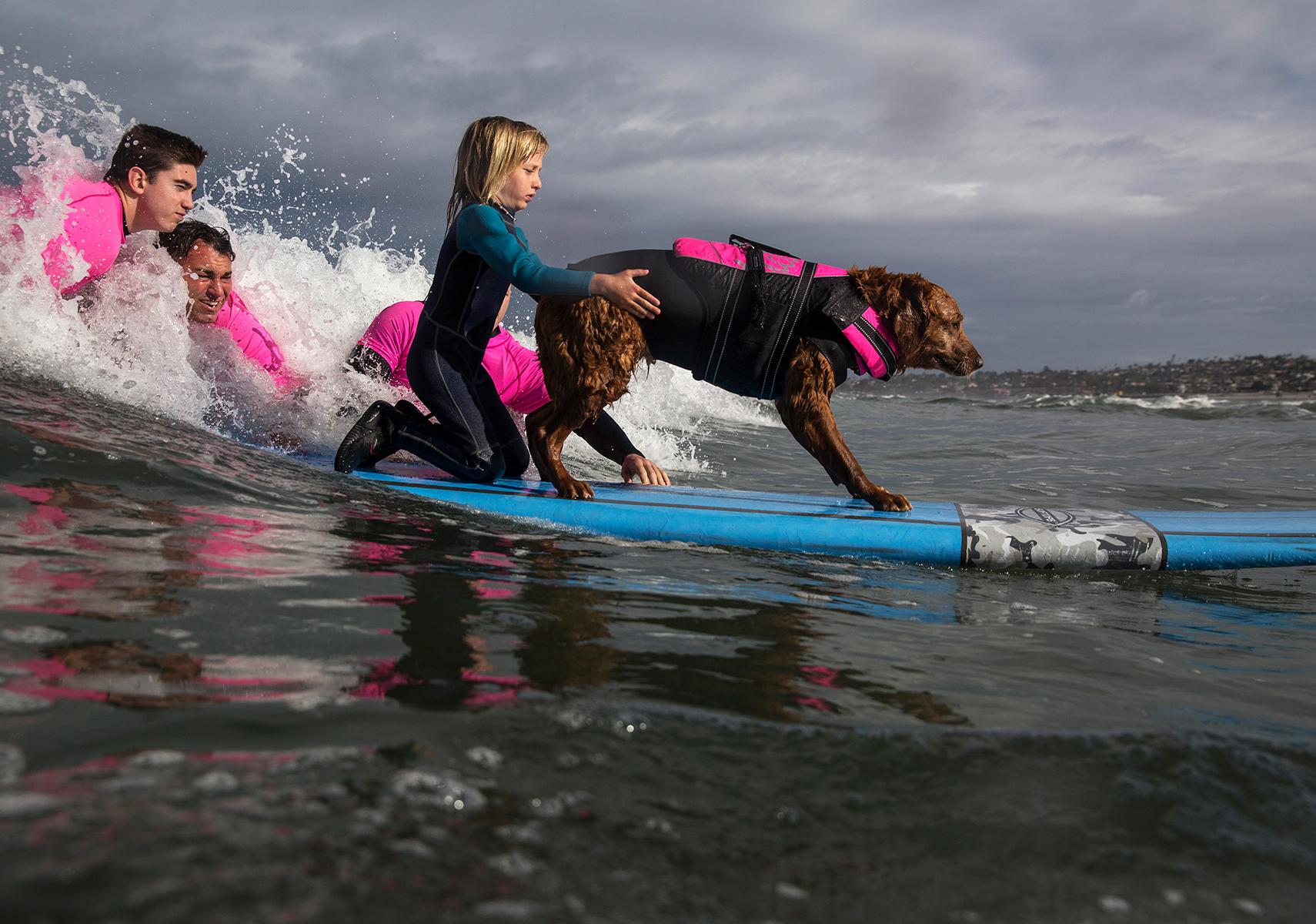 Young girl holds on to back-end of dog wearing a life vest as they both ride a surfboard in the ocean