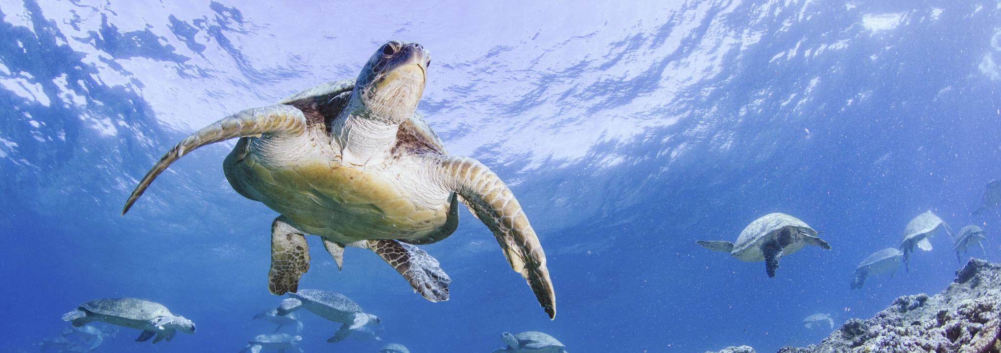 Underwater photo of a turtles swimming in the ocean above a rocky ocean floor with one turtle larger and close to the camera