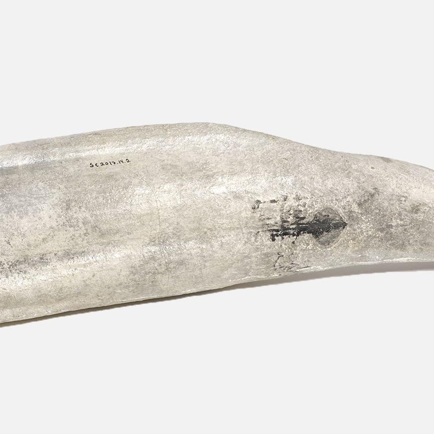 Large white and gray tusk on a solid grey background