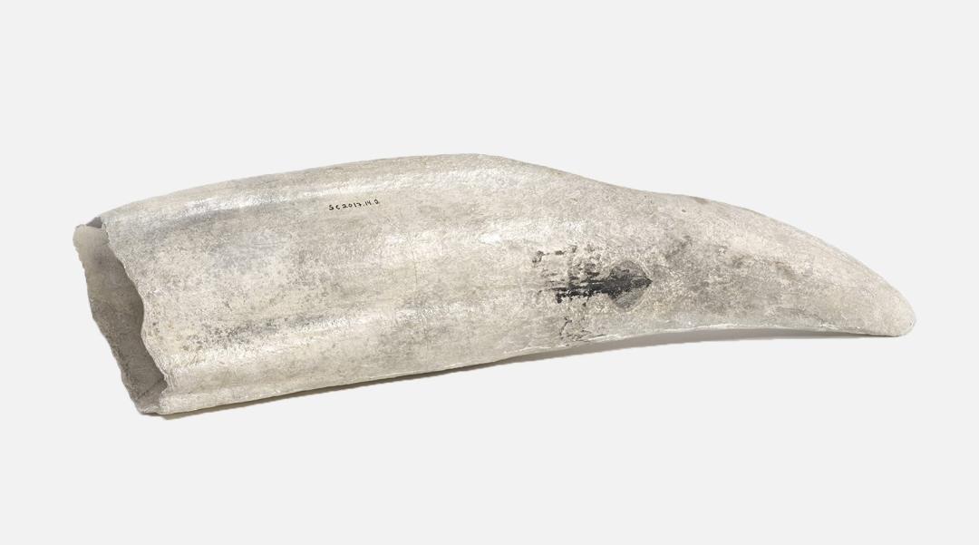 Large white and gray tusk on a solid grey background