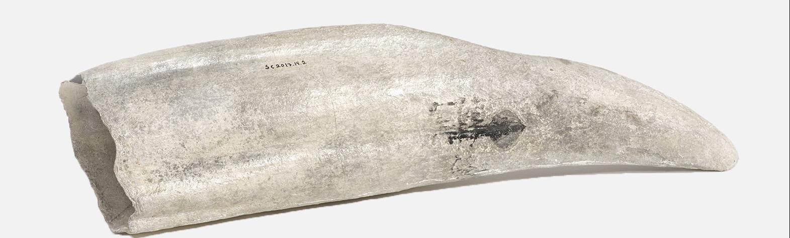 Large white and gray tusk on a solid grey background