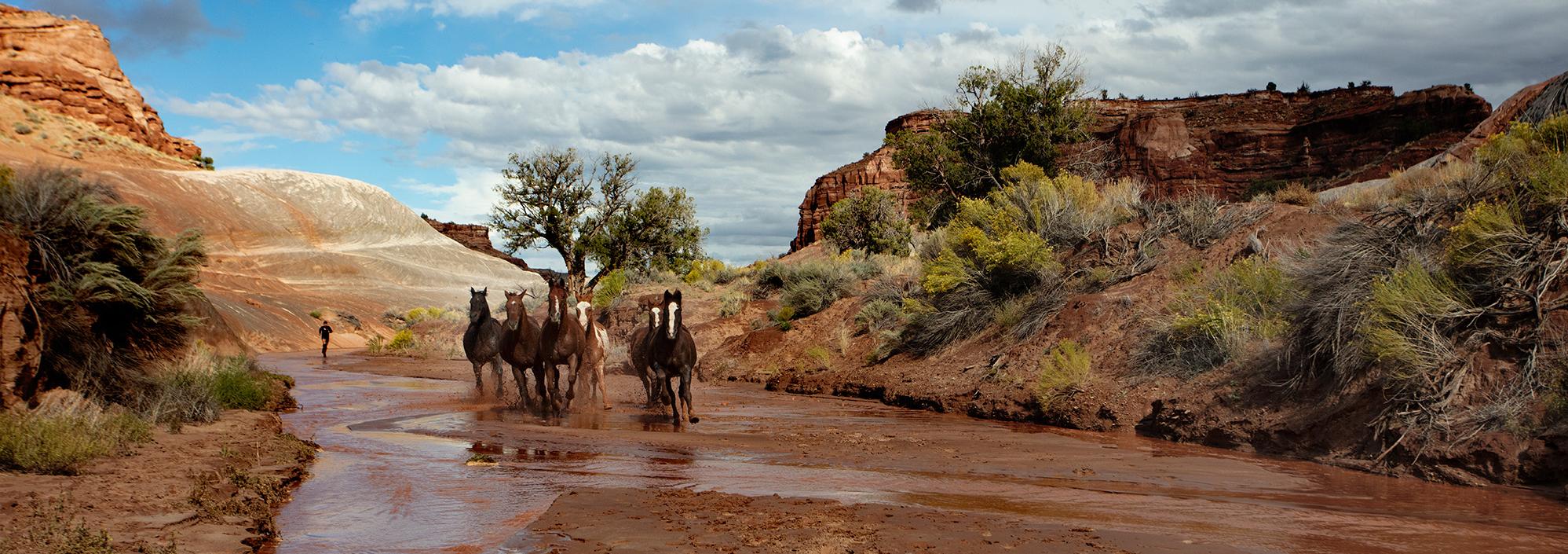 Desert plateaus with stream running between them and a herd of horses running together through the stream.