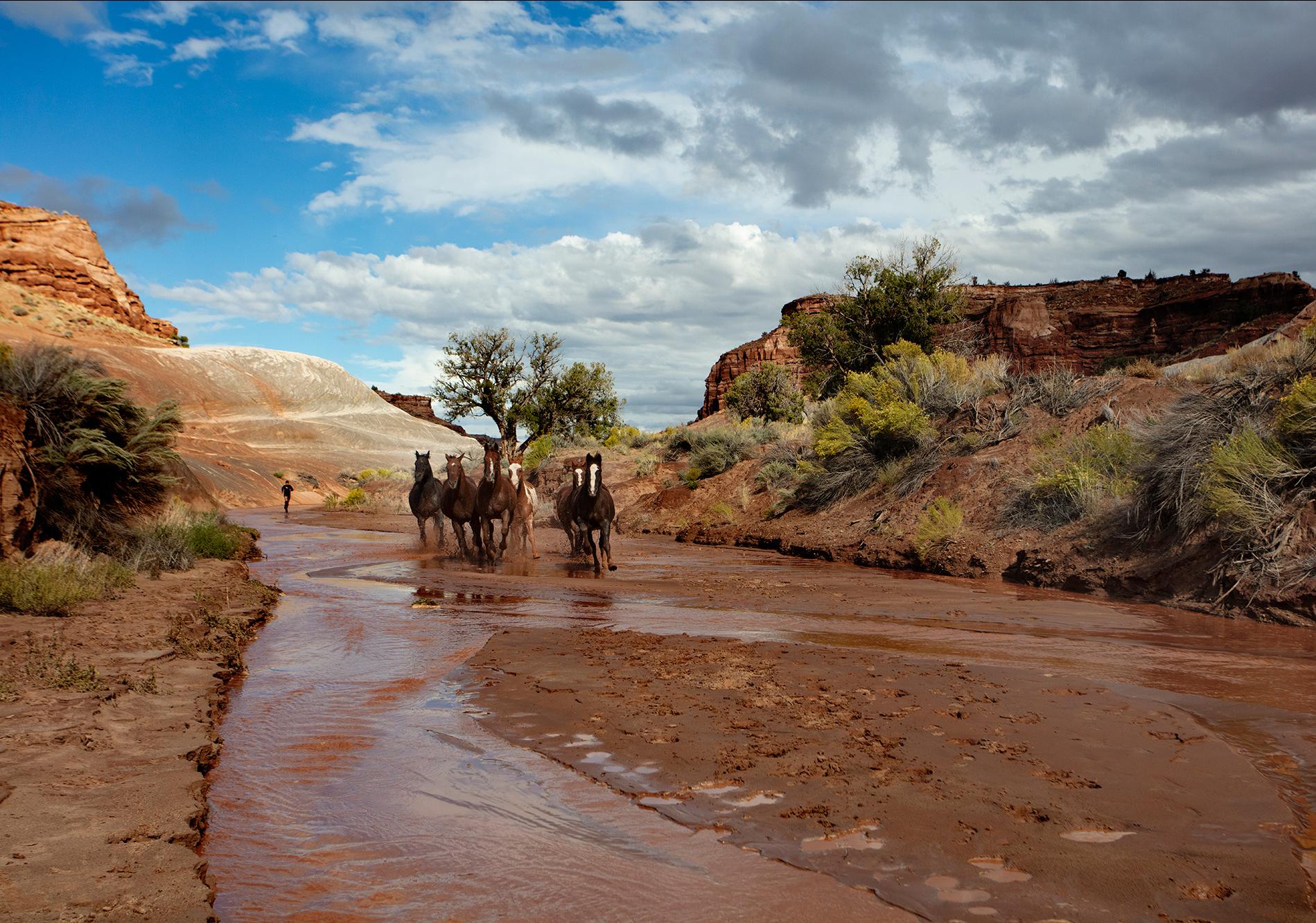 Desert plateaus with stream running between them and a herd of horses running together through the stream.